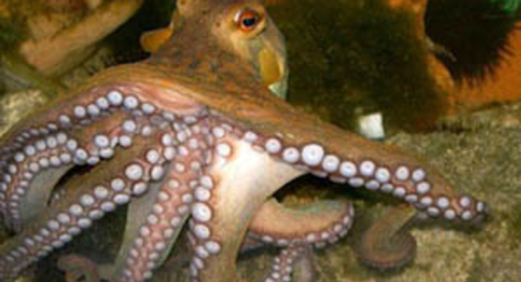 Германии пророчат проигрыш на ЧМ-2010