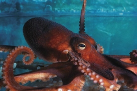 Германия выиграет у Аргентины