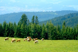 В Тирольском лесу ищут 5 млн евро