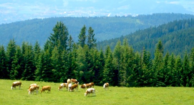 В Тирольском лесу ищут 5 млн евро