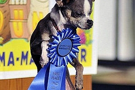 Самой уродливой собаке подарили тысячу долларов