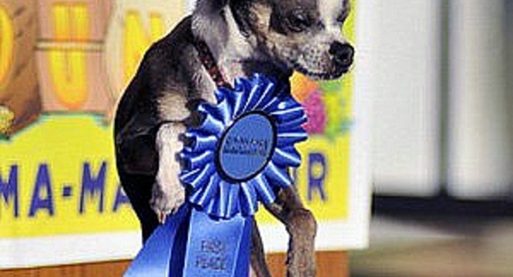 Самой уродливой собаке подарили тысячу долларов