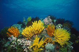 Toyota будет делать топливо из водорослей