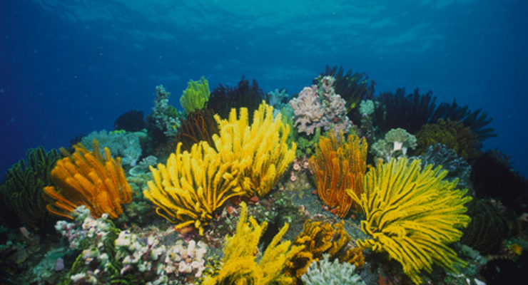 Toyota будет делать топливо из водорослей