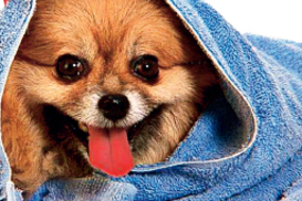 Подбираем гостиницу для Мурзиков и Шариков