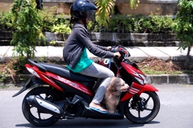 Без прав на мопеде можно ездить до ноября