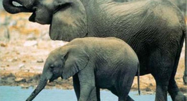 Киевский зоопарк будет истязать новых слонов?!