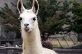 В столичном зоопарке родился детёныш белой ламы