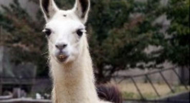 В столичном зоопарке родился детёныш белой ламы