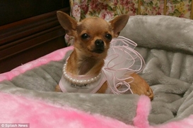 Американка завещала собакам 15 млн долларов