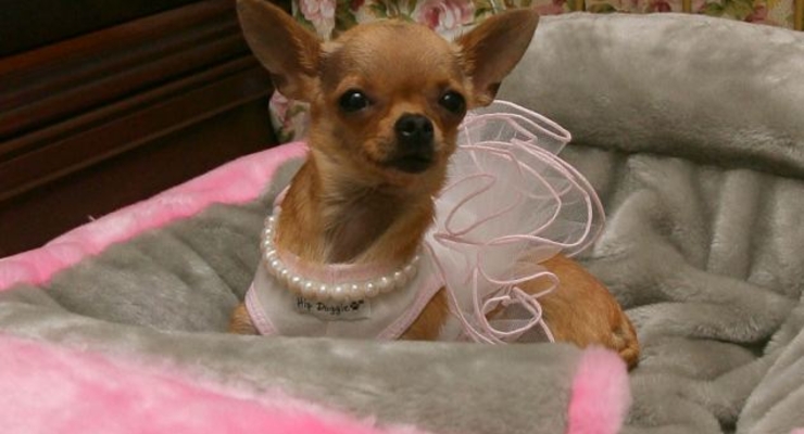 Американка завещала собакам 15 млн долларов