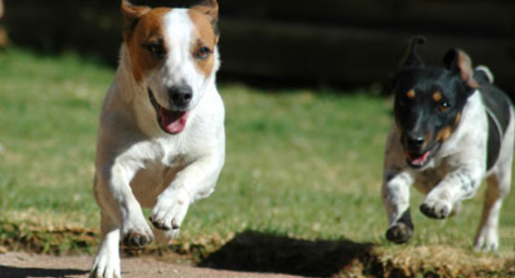 Из-за жары в Киеве гибнут животные