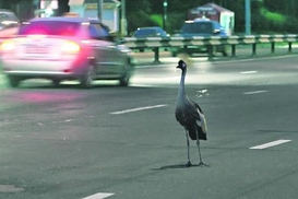 Из киевского зоопарка животные уже бегут сами
