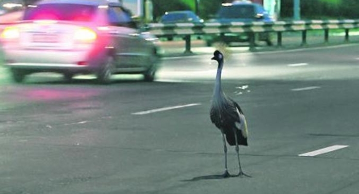 Из киевского зоопарка животные уже бегут сами