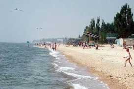 В Азовском море гибнет рыба и птицы