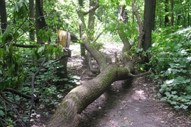 Ураган повалил в Киеве 83 дерева