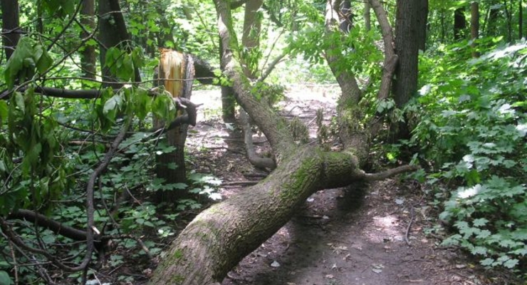 Ураган повалил в Киеве 83 дерева