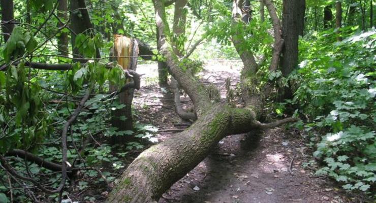 Ураган повалил в Киеве 83 дерева