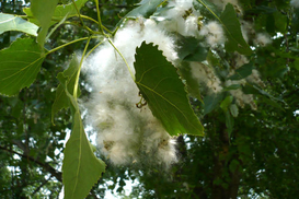 Киев вырубит все тополи из-за аллергетиков?!