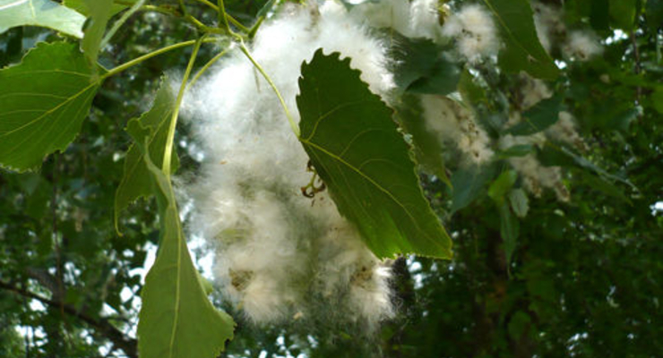 Киев вырубит все тополи из-за аллергетиков?!