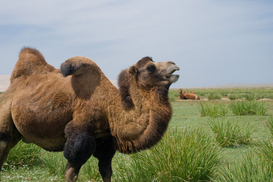 В Киевском зоопарке скончался верблюд