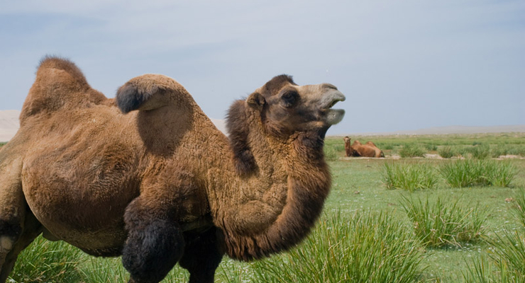 В Киевском зоопарке скончался верблюд