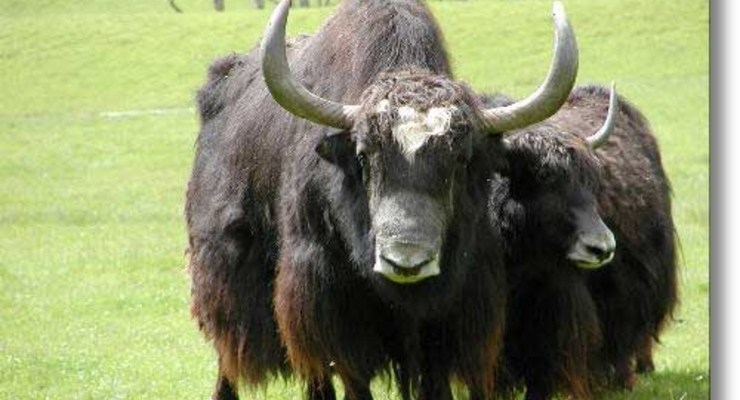 В столичном зоопарке снова отравление!