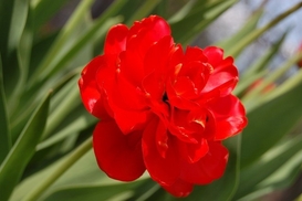 В мире заканчиваются алмазы