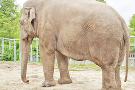 В киевском зоопарке сегодня умер слон Бой
