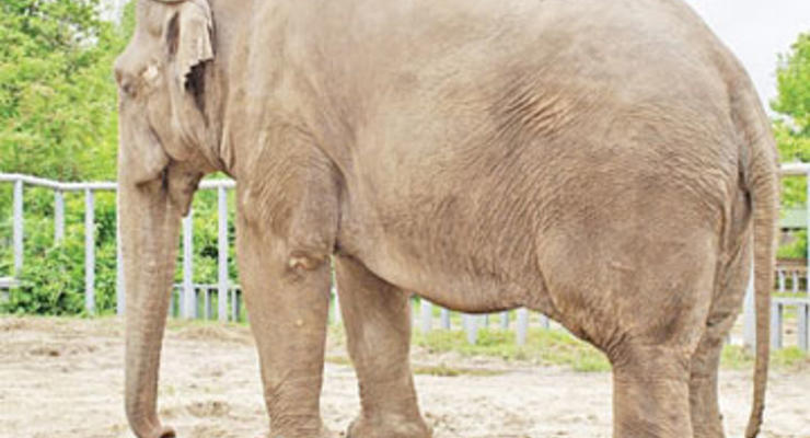 В киевском зоопарке сегодня умер слон Бой