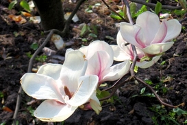 В Ботаническом саду зацвели магнолии