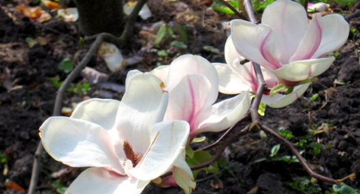 В Ботаническом саду зацвели магнолии