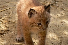 Киевский зоопарк приобрёл рысёнка