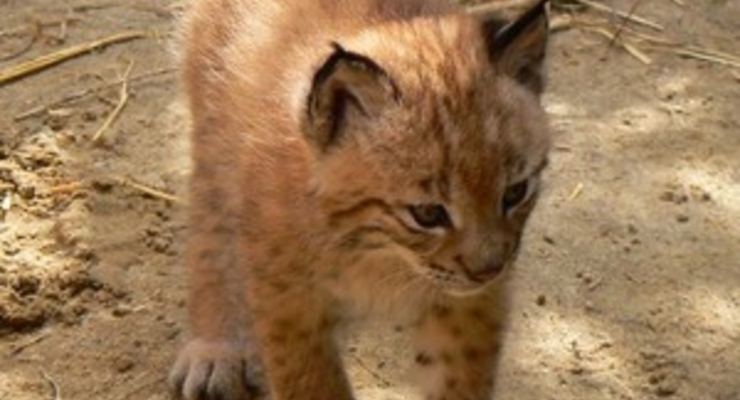 Киевский зоопарк приобрёл рысёнка