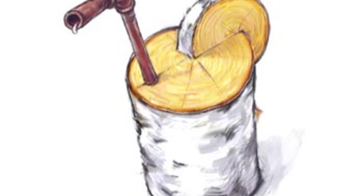 Сбор березового сока только по билету