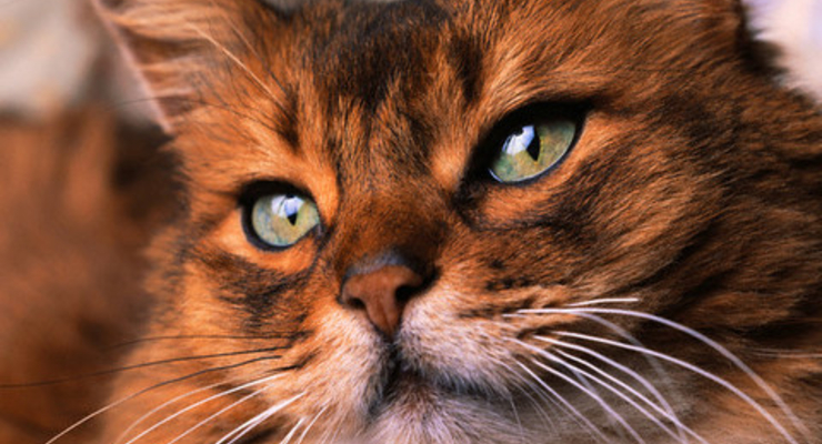 Кошки – залог здоровья и долголетия