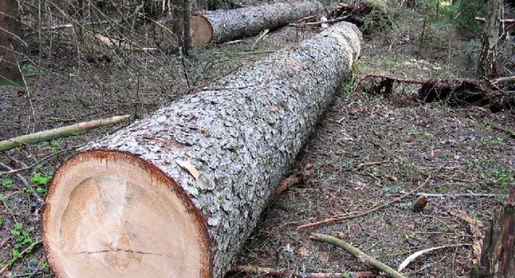 В столице пятилетний мораторий на вырубку деревьев