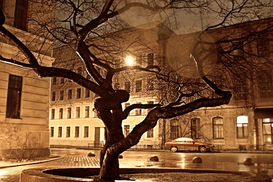 Час Земли 2010 пришел в Украину