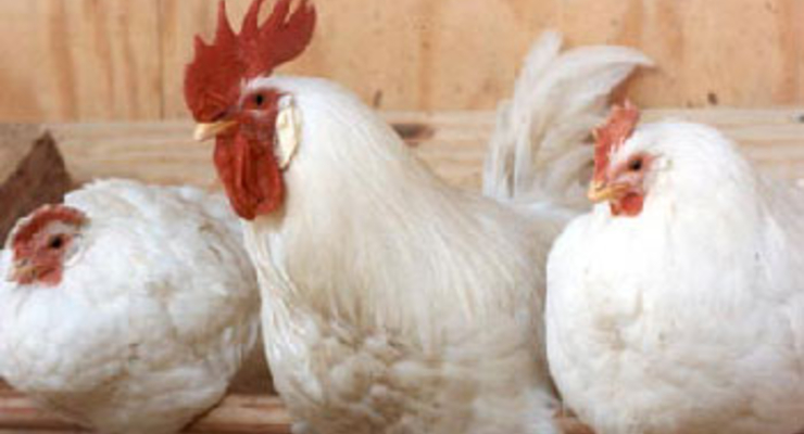 На границе с Украиной обнаружен птичий грипп