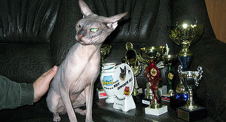 Кот из Запорожья стал чемпионом мира (ФОТО)