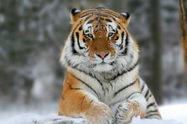 В Киевском зоопарке умер амурский тигр