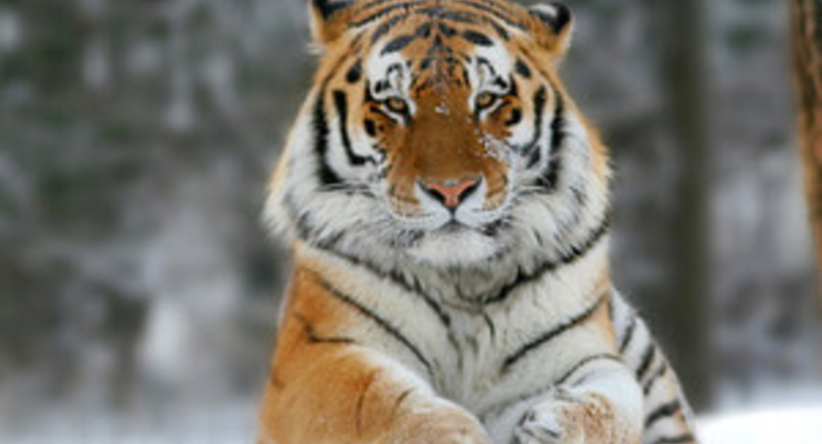 В Киевском зоопарке умер амурский тигр