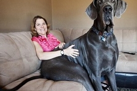 Названа самая большая собака в мире (фото)