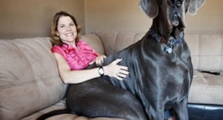 Названа самая большая собака в мире (фото)