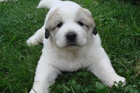 В столице начали массово травить собак