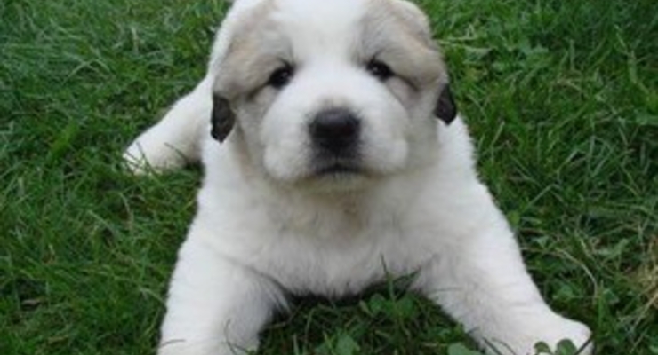 В столице начали массово травить собак