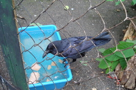 В Киеве потерялся легендарный ворон с Рейтарской (ФОТО)