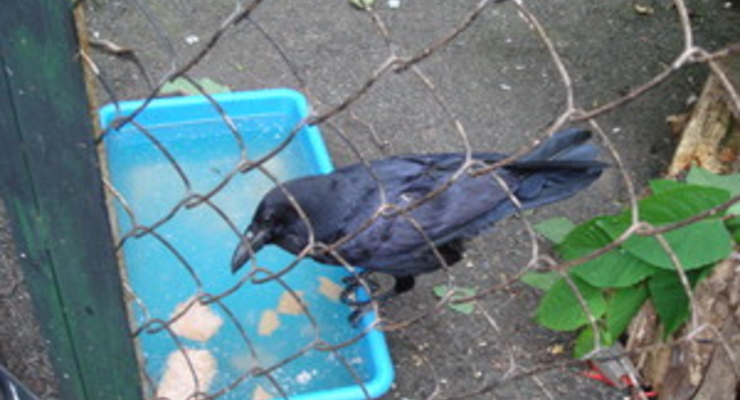 В Киеве потерялся легендарный ворон с Рейтарской (ФОТО)