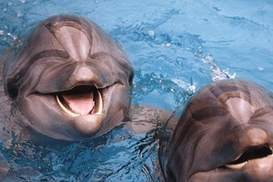 Дельфинарии в Киеве могут закрыть