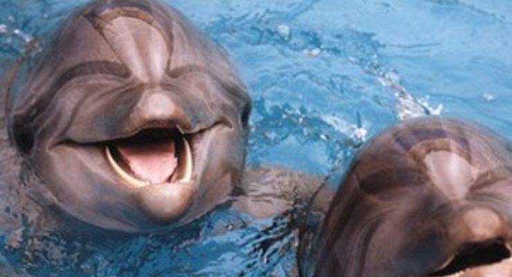 Дельфинарии в Киеве могут закрыть